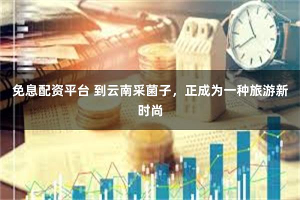 免息配资平台 到云南采菌子，正成为一种旅游新时尚